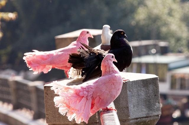 原因之一 原因之一