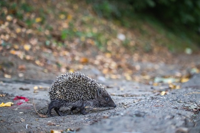 的专业性保 的专业性保